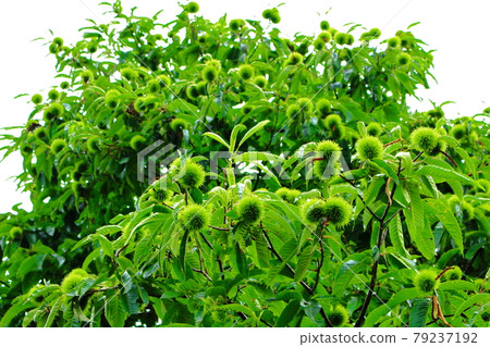 Beautiful summer plants, part 2107: Shikishi, which weaves flowers and plants, part 2107 79237192