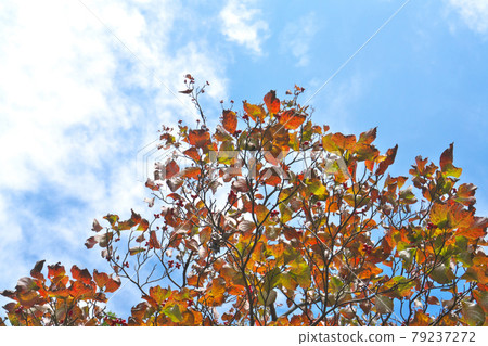 Dogwood autumn leaves and fruits were colorful with backlight and blue sky background Dogwood autumn leaves and fruits were colorful with backlight and blue sky background 79237272