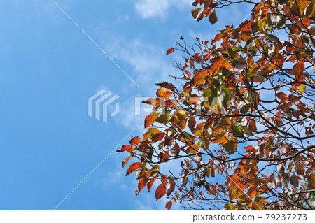 Dogwood autumn leaves and fruits were colorful with backlight and blue sky background Dogwood autumn leaves and fruits were colorful with backlight and blue sky background 79237273
