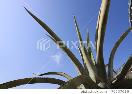 Large agave leaf 79237619