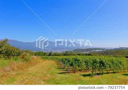 秋天的圓子葡萄園：信州的秋葉第2107部：花草編織的四季第2107部 79237754