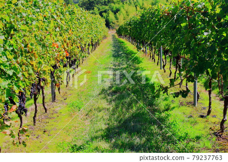 Autumn Mariko Vineyard: Autumn leaves in Shinshu Part 2107: Shikishi woven by flowers and plants Part 2107 Autumn Mariko Vineyard: Autumn leaves in Shinshu Part 2107: Shikishi woven by flowers and plants Part 2107 79237763