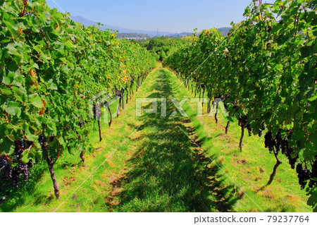 Autumn Mariko Vineyard: Autumn leaves in Shinshu Part 2107: Shikishi woven by flowers and plants Part 2107 Autumn Mariko Vineyard: Autumn leaves in Shinshu Part 2107: Shikishi woven by flowers and plants Part 2107 79237764