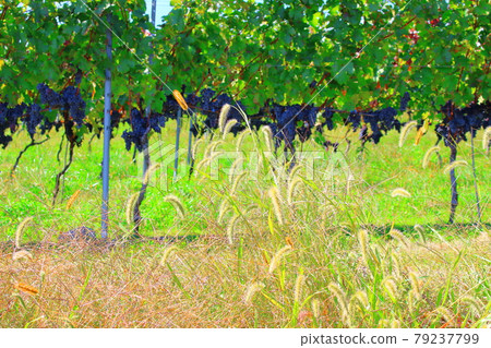 Autumn Mariko Vineyard: Autumn leaves in Shinshu Part 2107: Shikishi woven by flowers and plants Part 2107 Autumn Mariko Vineyard: Autumn leaves in Shinshu Part 2107: Shikishi woven by flowers and plants Part 2107 79237799