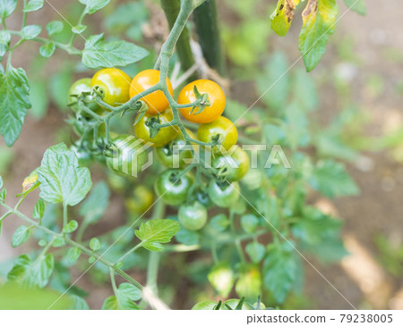 在家庭菜園的微型蕃茄 79238005
