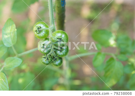 在家庭菜園的微型蕃茄 79238008