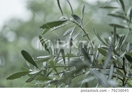 Olive tree on a rainy day 79238045