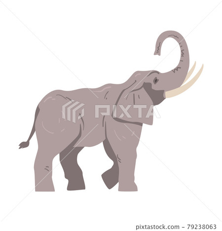 Standing Elephant as Large African Animal with Trunk, Tusks, Ear Flaps and Massive Legs Side View Vector Illustration 79238063