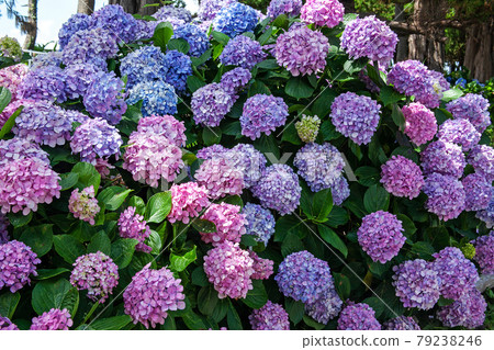 繡球花七變(戶田美濱崎公園)|一次看花色變幻 繡球花七變(戶田美濱崎公園)|一次看花色變幻 79238246