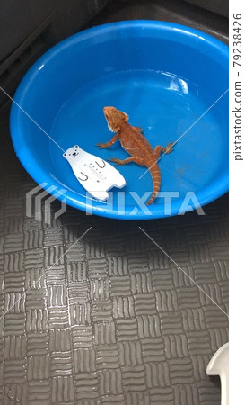 大鬍子龍浴 大鬍子龍浴 79238426