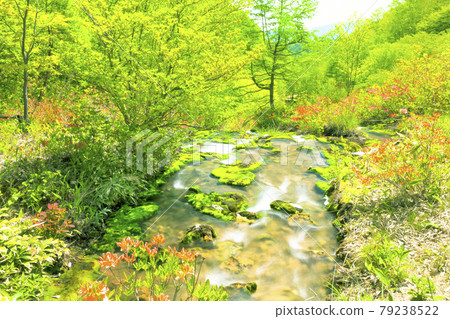 Chabot Migoke Park新鮮的綠色和杜鵑花 Chabot Migoke Park新鮮的綠色和杜鵑花 79238522