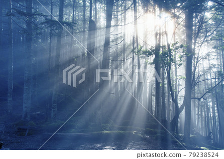 森林光束 森林光束 79238524