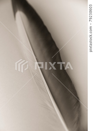 Feather on gray background Feather on gray background 79238603