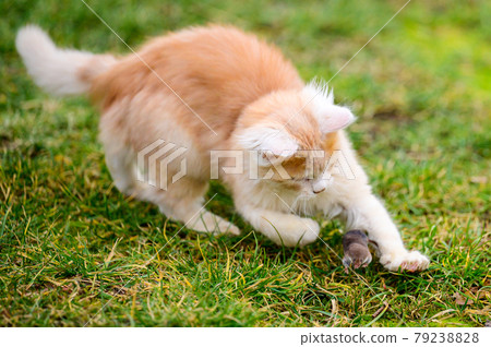 The little red cat hunted the mole, a natural instinct in the cat. The little red cat hunted the mole, a natural instinct in the cat. 79238828