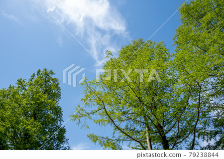 Landscape material: Fresh green of Metasequoia in early summer and clear blue sky Landscape material: Fresh green of Metasequoia in early summer and clear blue sky 79238844