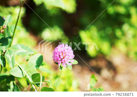 Red Clover / Red Clover Red Clover / Red Clover 79238871
