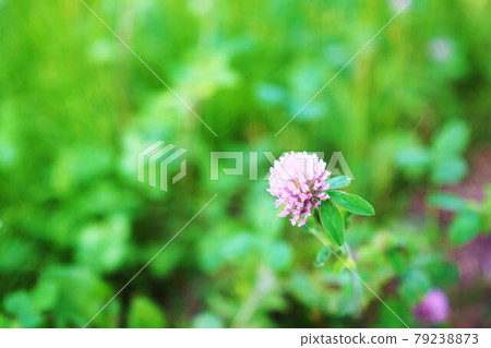 Red Clover / Red Clover Red Clover / Red Clover 79238873