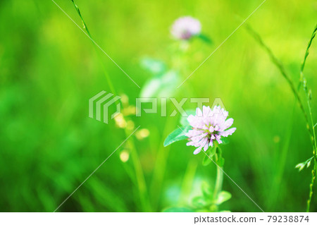 Red Clover / Red Clover Red Clover / Red Clover 79238874