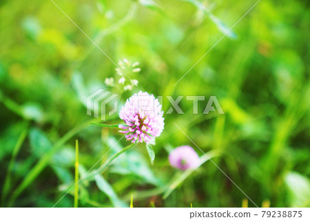 Red Clover / Red Clover 79238875