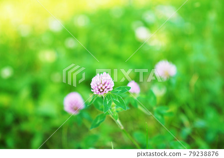 Red Clover / Red Clover 79238876