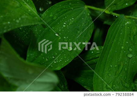 Beautiful green leaf texture with drops of water after the rain, close up 79238884