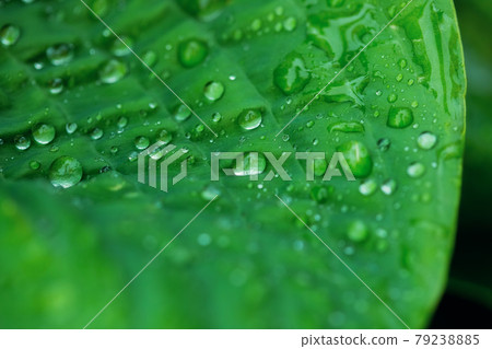 Beautiful green leaf texture with drops of water after the rain, close up Beautiful green leaf texture with drops of water after the rain, close up 79238885