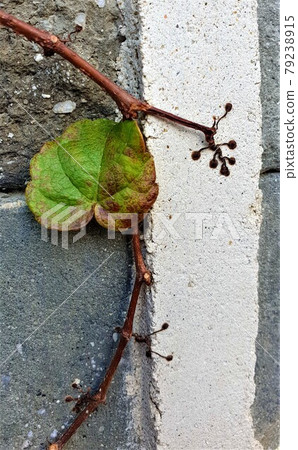Ivy leaves tiny handprints on the wall Ivy leaves tiny handprints on the wall 79238915