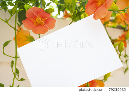 Card mockup on a garden background with hibiscus flowers Card mockup on a garden background with hibiscus flowers 79239083