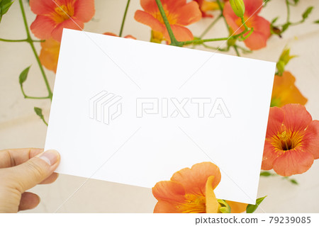 Card mockup on a garden background with hibiscus flowers Card mockup on a garden background with hibiscus flowers 79239085
