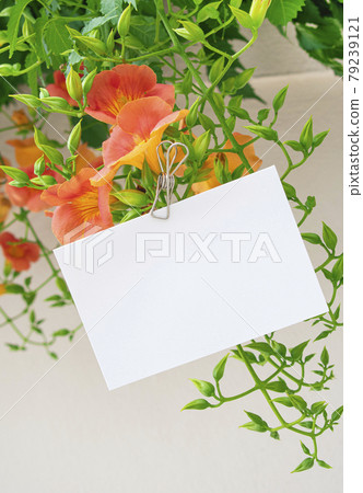 Card mockup on a garden background with hibiscus flowers Card mockup on a garden background with hibiscus flowers 79239121