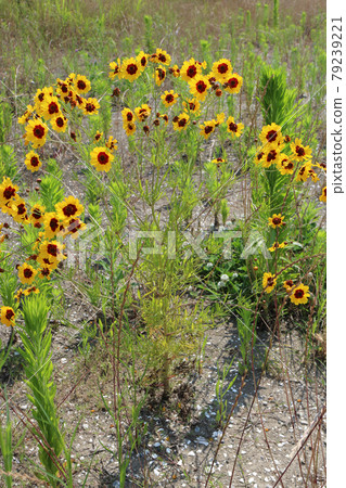 Coreopsis blooming in the land 79239221