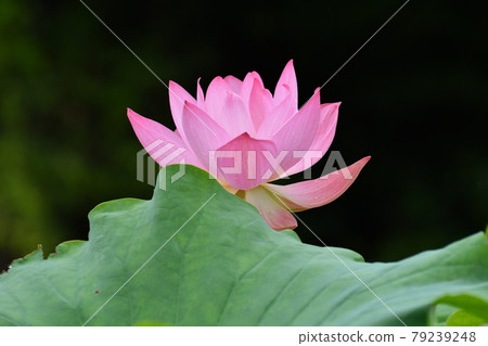 Lotus flower of Hoshinaike 79239248