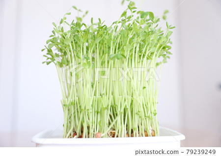 I tried to grow bean seedlings (second time) 79239249