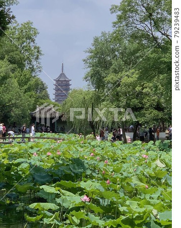 [Suzhou, China] Summer Lotus Humble Administrator's Garden 79239483