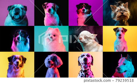 Big and small dogs. Collage made of funny dogs... - Stock Photo ...