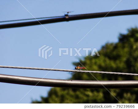 A midsummer sleep A midsummer sleep 79239666