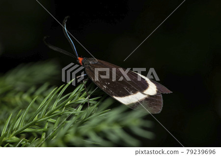 Firefly Firefly 79239696