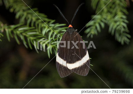 Pidorus glaucopis Pidorus glaucopis 79239698