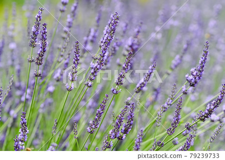 lavender lavender 79239733