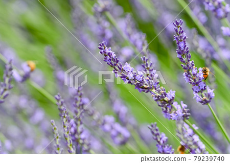 lavender 79239740