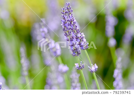 薰衣草 79239741