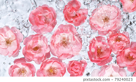Rose blossoms on water surface 79240023