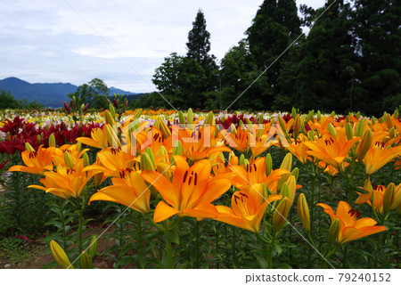 月岡公園的百合花(新潟縣魚沼市) 月岡公園的百合花(新潟縣魚沼市) 79240152