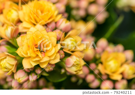 Kalanchoe blossfeldiana beautiful bushy plant with yellow flowers background Kalanchoe blossfeldiana beautiful bushy plant with yellow flowers background 79240211