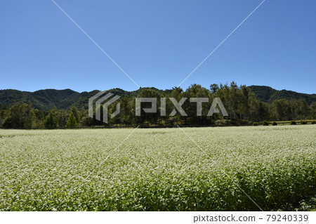 開田高原藍天和蕎麥花 開田高原藍天和蕎麥花 79240339