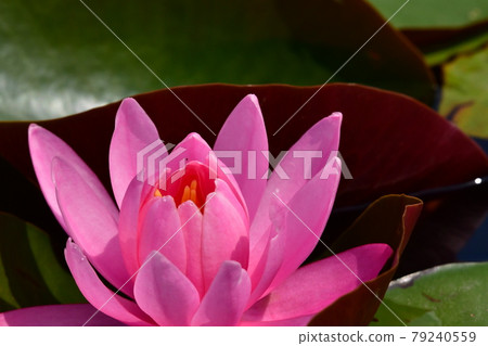 蓮花 蓮花 79240559