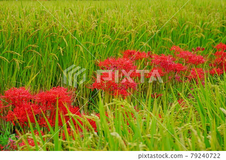 Cluster amaryllis blooming in full bloom on the side road of paddy fields in autumn when rice ears grow 79240722