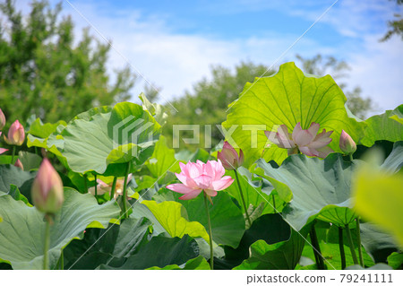 Oga Hass Yoshinogari Ruins, Kanzaki District, Saga Prefecture Oga Hass Yoshinogari Ruins, Kanzaki District, Saga Prefecture 79241111