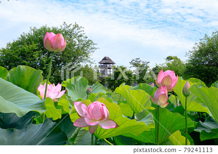 佐賀縣神崎郡男鹿蓮和吉野裡遺址 佐賀縣神崎郡男鹿蓮和吉野裡遺址 79241113