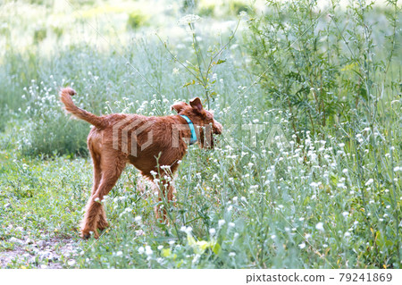 Young domestic red-haired pet puppy purebred Irish Terrier dog walks outdoors in nature in the summer in the grass in which there is a tick Young domestic red-haired pet puppy purebred Irish Terrier dog walks outdoors in nature in the summer in the grass in which there is a tick 79241869